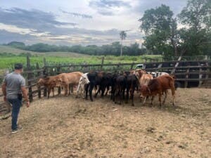 El robo más manso: se llevan 35 becerros con depósito falso El robo más manso: se llevan 35 becerros con depósito falso