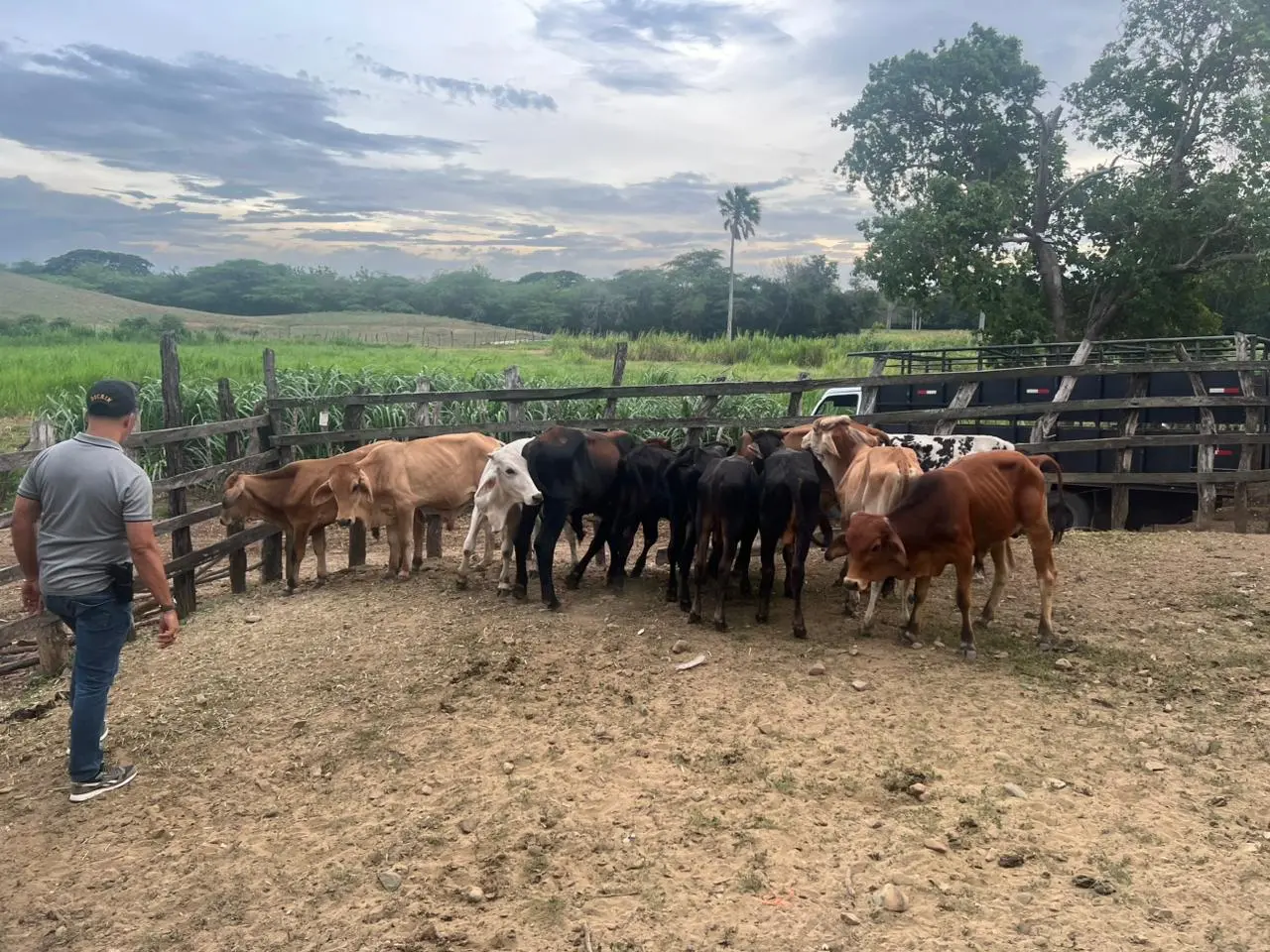 El robo más manso: se llevan 35 becerros con depósito falso