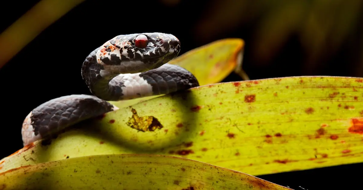 Detectan 66 especies de serpientes en un municipio de la Amazonía de Ecuador