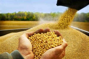 La soya sostenible como motor de crecimiento económico en sector agropecuario