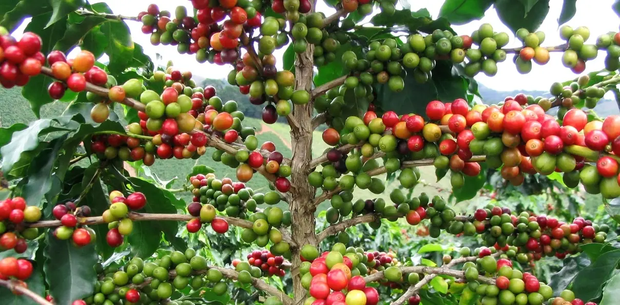 Dicen RD certificará plantaciones de café