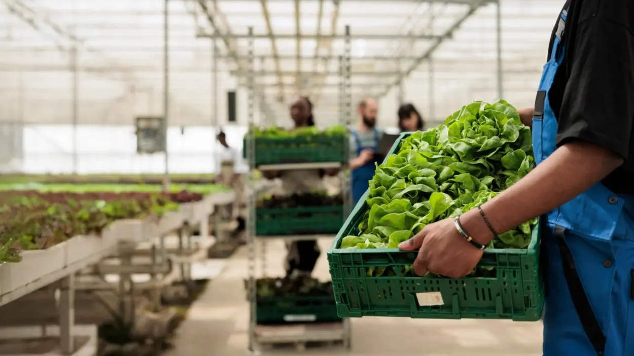 Producción agrícola crece en el primer semestre de 2025 impulsada por el uso de semillas de mayor calidad