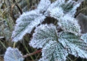 Valle Nuevo: Reportan tercera helada consecutivo por bajas temperaturas invernales