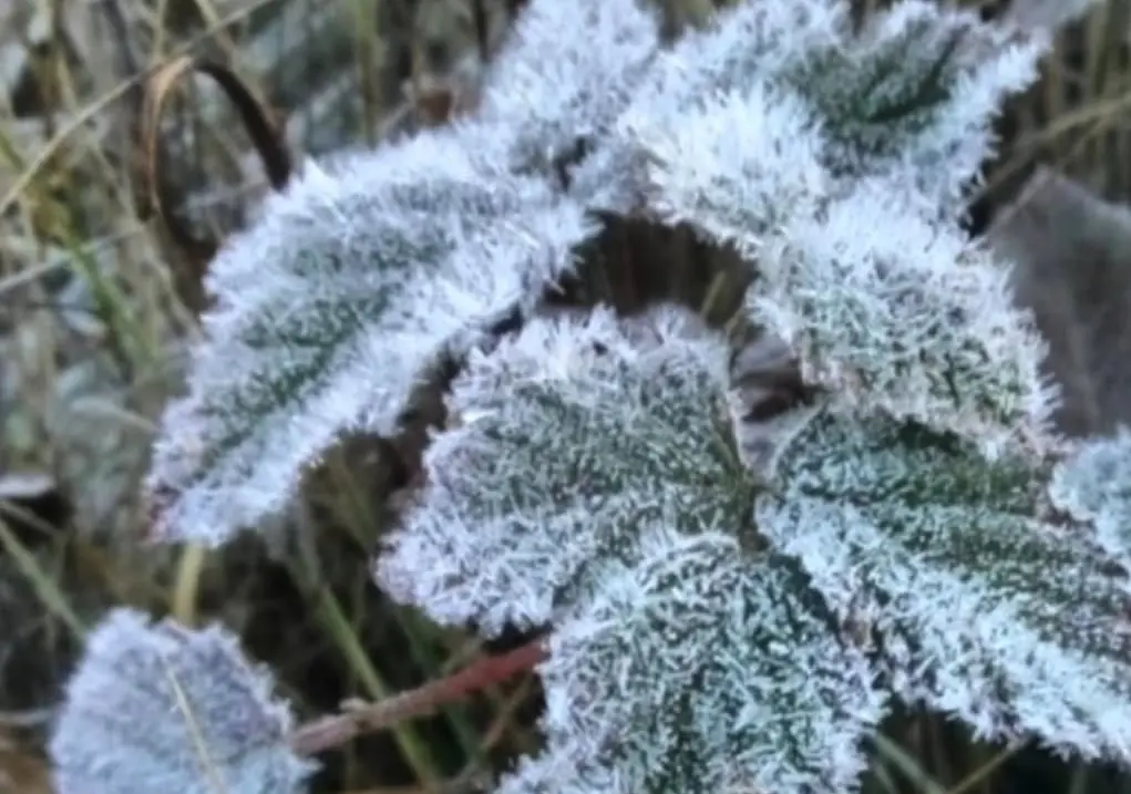 Valle Nuevo: Reportan tercera helada consecutivo por bajas temperaturas invernales