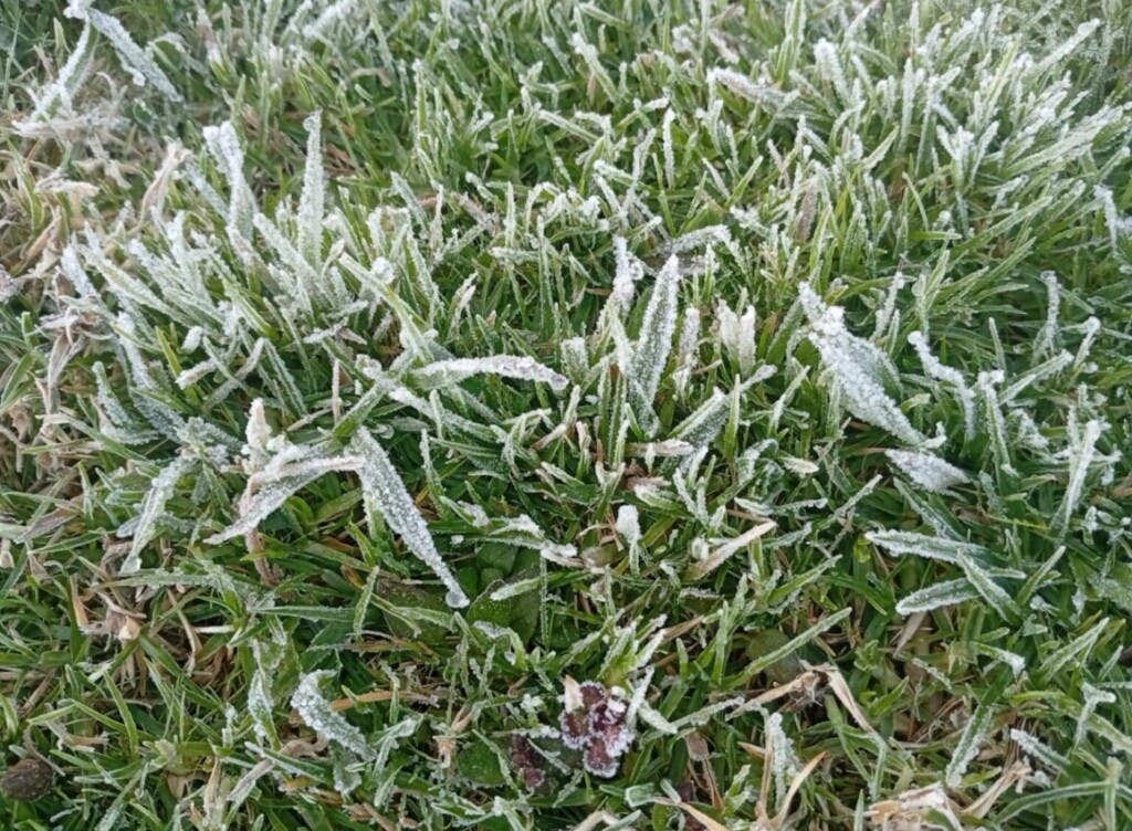 Arbustos afectados por la helada en Valle Nuevo