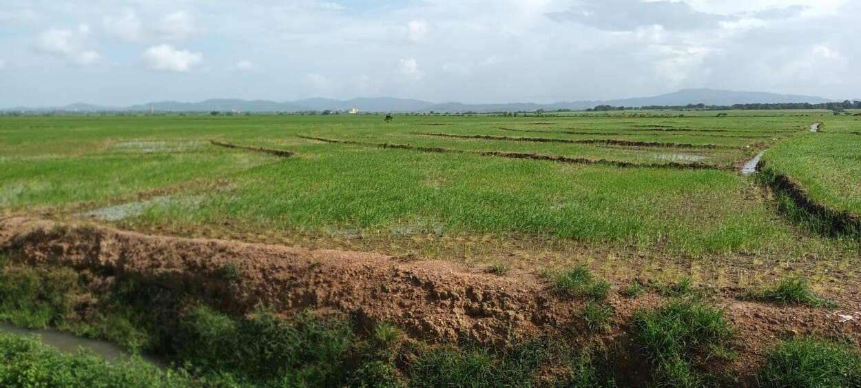 Arroceros de Reforma Agraria denuncian desalojo ilegal en Villa La Mata; piden intervención de Abinader