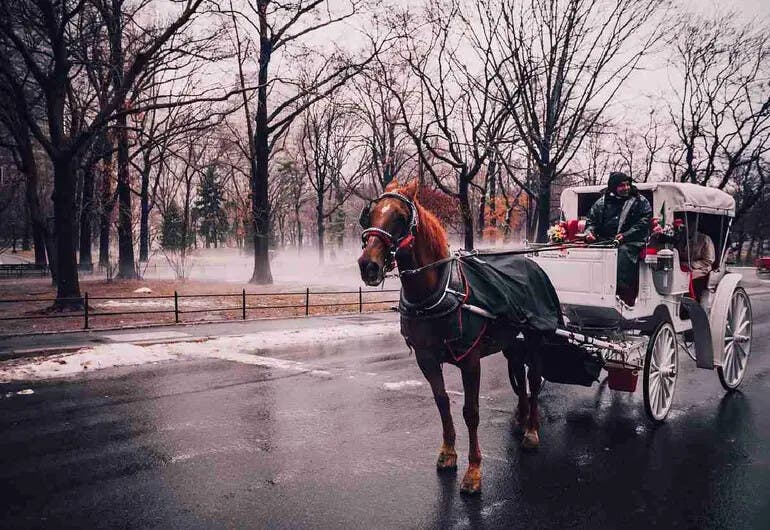 Nueva York tumba un proyecto de ley para vetar los carruajes con caballos