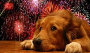 ¡Evita que tiemblen! Los fuegos artificiales afectan a tus perros