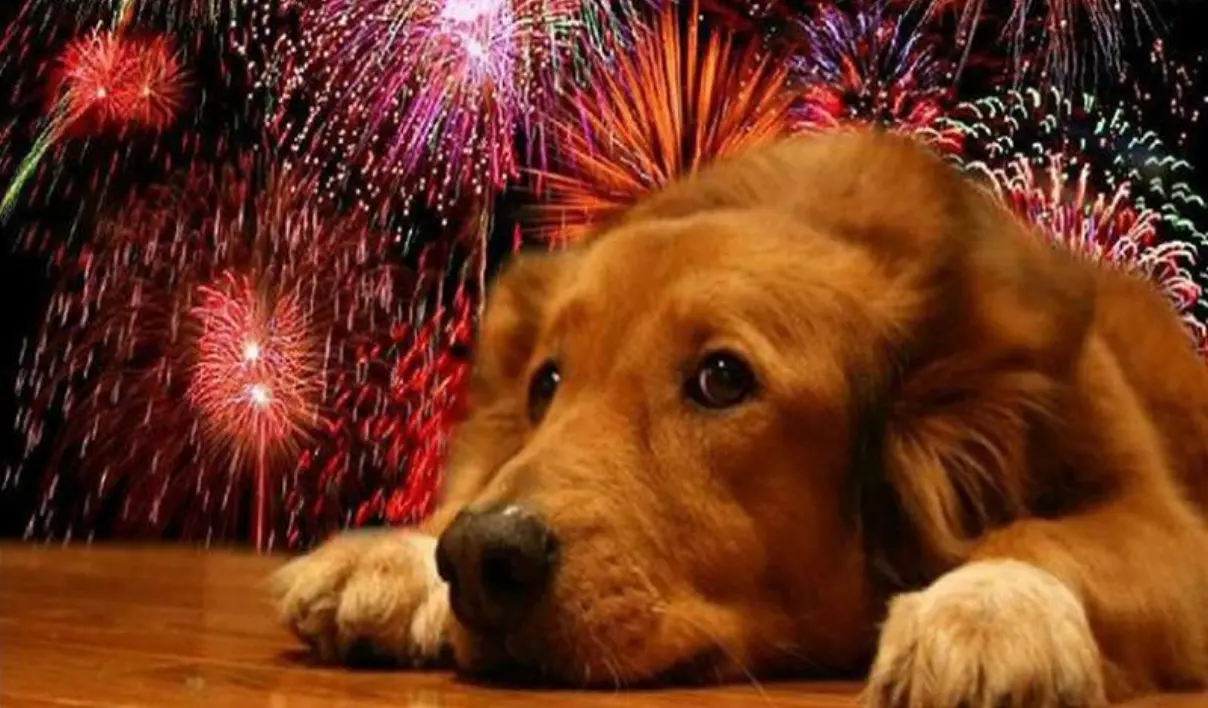 ¡Evita que tiemblen! Los fuegos artificiales afectan a tus perros