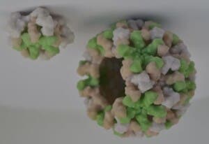 Peligroso virus podría resurgir en área triestatal reside más de 1 millón de dominicanos