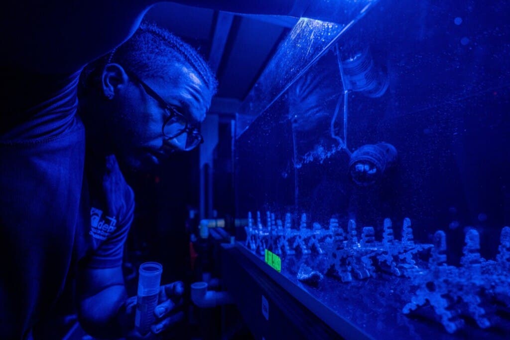 Bebés corales: República Dominicana apuesta por fertilización asistida para frenar pérdida de arrecifes