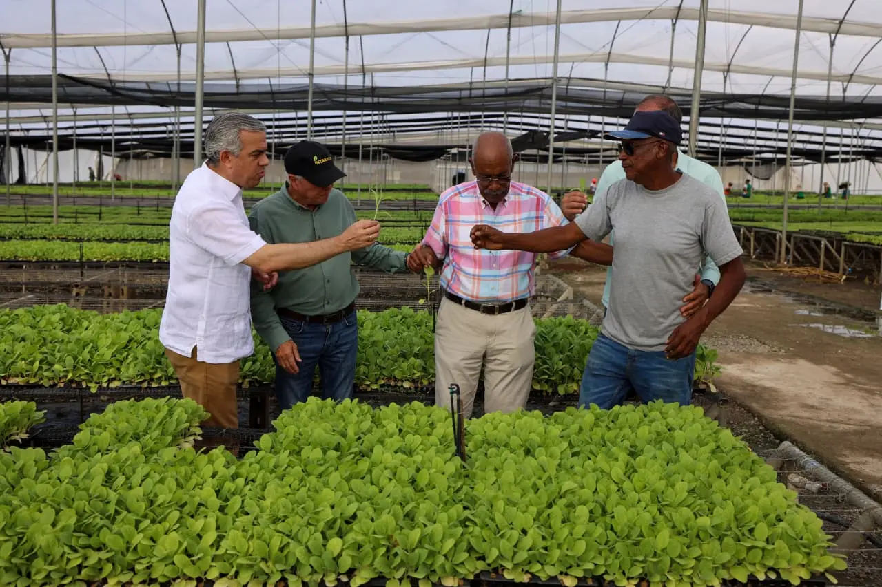 INTABACO espera producir 350 mil quintales de tabaco en la próxima cosecha 2026