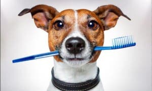 ¿Qué hacer si tu perro no puede recibir una profilaxis dental por su vejez?