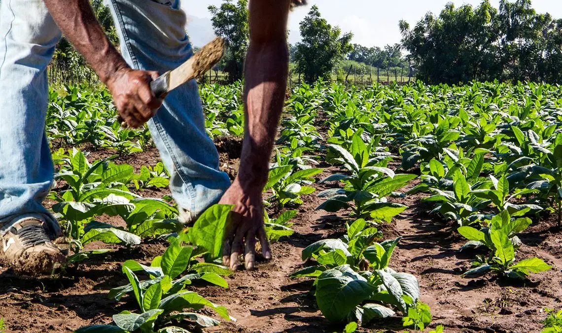 Dicen en R.D se está reduciendo la cantidad de tarea de tierra productiva