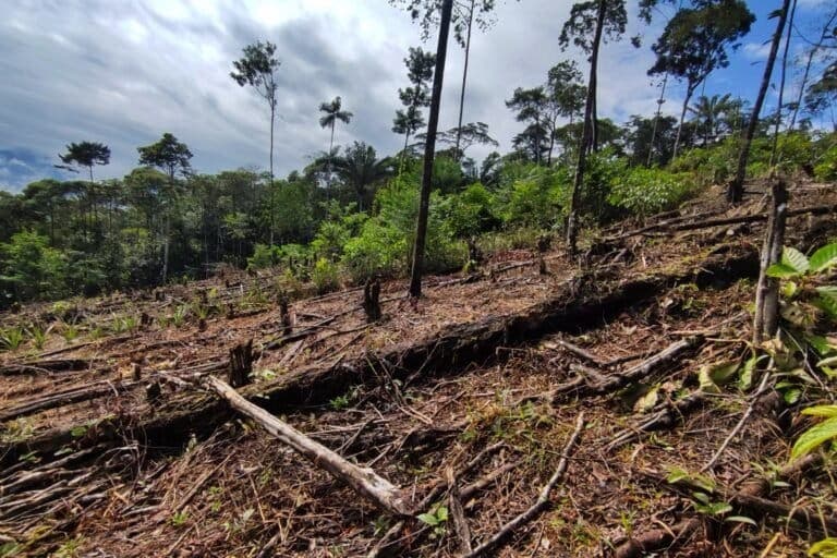 Deforestación en la Amazonía colombiana cae un 25 % en los primeros nueve meses de 2025