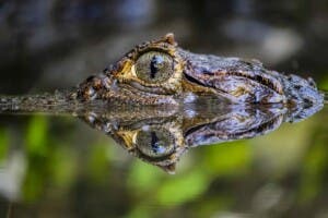 Comienza el traslado de especies exóticas de Puerto Rico a zoológico dominicano