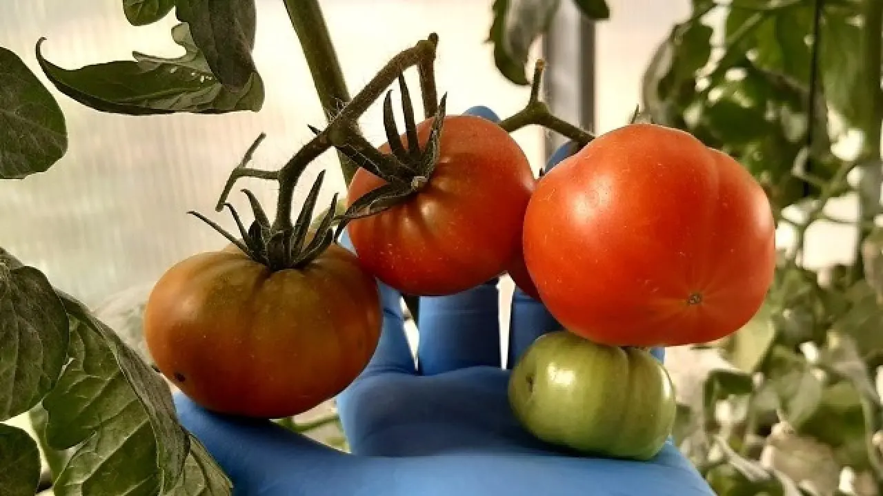 Agricultura del futuro: Plantas que ‘respiran’ nitrógeno y tomates que resisten la sal