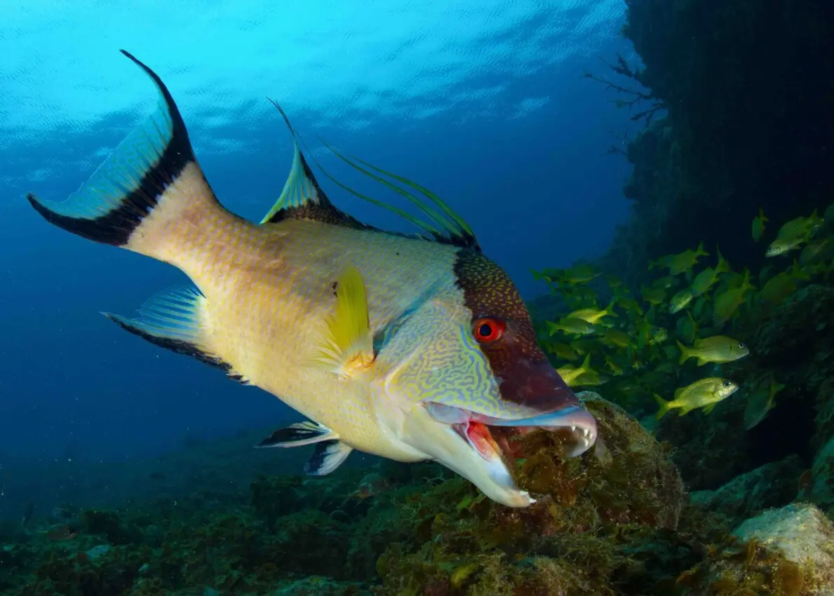 Noel Enrique López muestra los valores del océano
