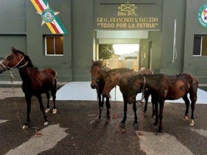Ejército frustra intento de robo de caballos hacia Haití