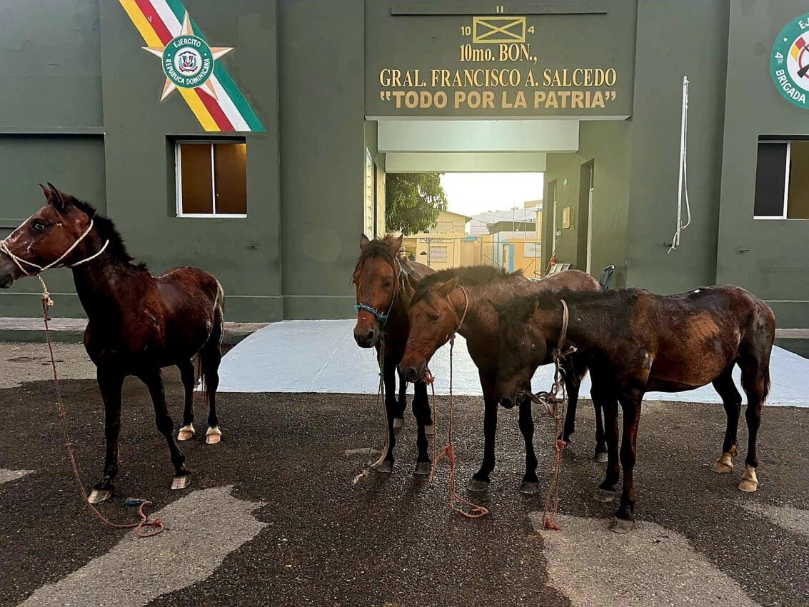 Ejército frustra intento de robo de caballos hacia Haití