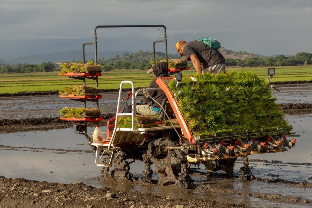 Implementan técnicas para producir arroz  usando meno agua y pesticida