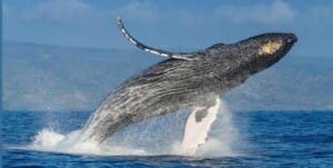 La temporada de avistamiento de ballenas jorobadas 2026 ya está aquí