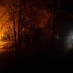 Estos son los factores que explican la rápida propagación de los incendios forestales en Chile