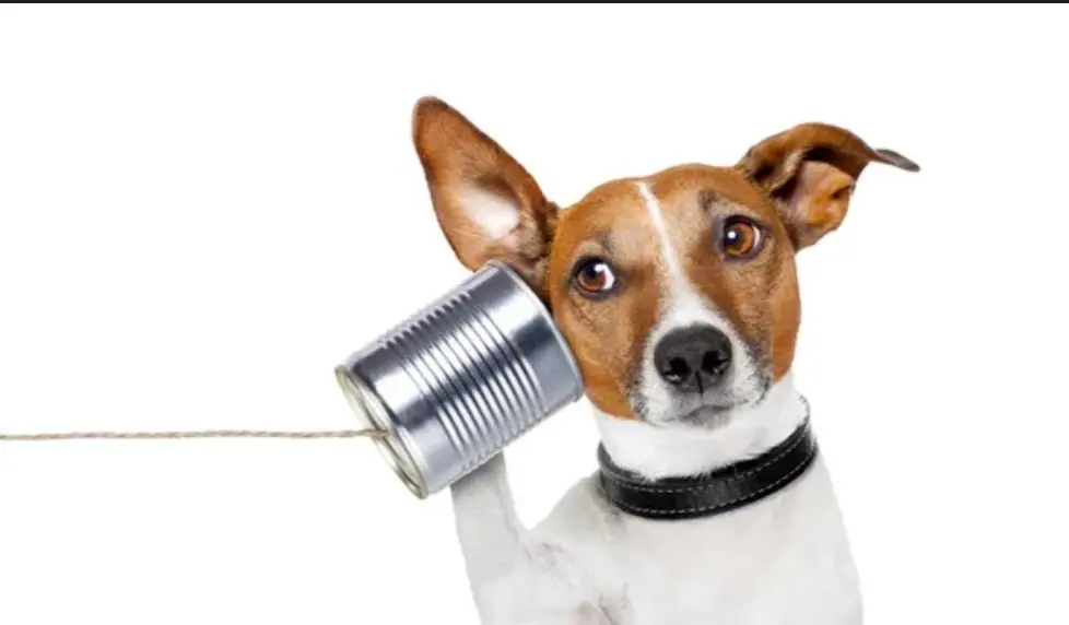 Algunos perros aprenden palabras escuchando conversaciones no dirigidas a ellos