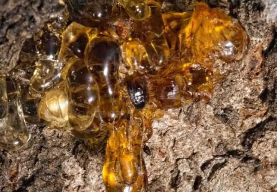 Científicos descubren nueva especie de árbol productor de ámbar en el sur de México