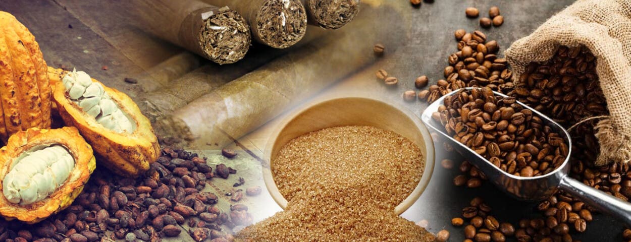 Exportación productos agrícolas tradicionales alcanzan los US$893.5 millones en 2025