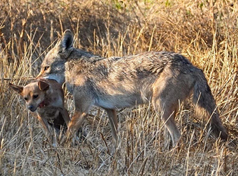 Alarma entre dominicanos por ataque y desaparición de un perro por un coyote en Bergen, Nueva Jersey