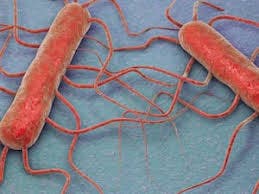 El retiro del producto obedece después que las pruebas de rutina confirmaran la presencia de Listeria monocytogenes, que causa infecciones graves y, en ocasiones, mortales en niños pequeños.