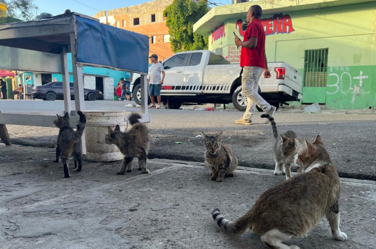 El gato es el rey en los hogares dominicanos y cuenta con tres días internacionales de celebración al año