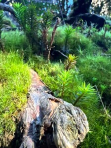 Flora del pico Duarte: Un jardín secreto en las alturas del Caribe