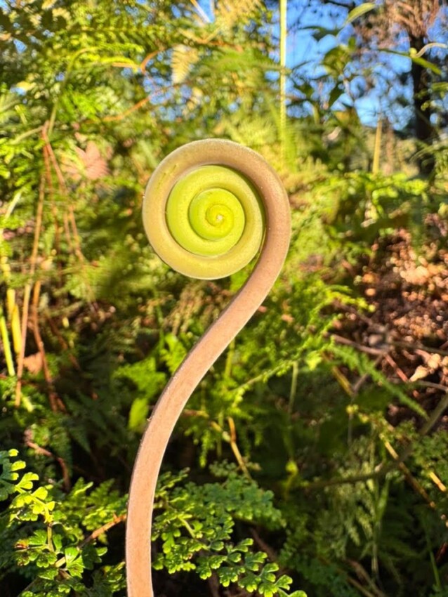 Fronde joven de helecho desplegándose en espiral, crece en el bosque nublado.
