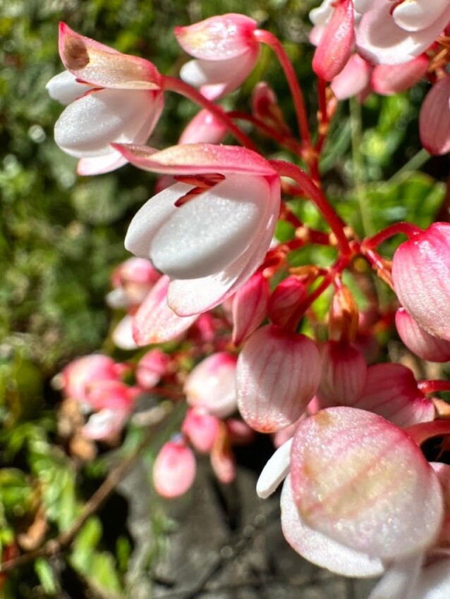 Conjunto de flores rosadas colgantes creciendo sobre rocas húmedas del Pico Duarte.