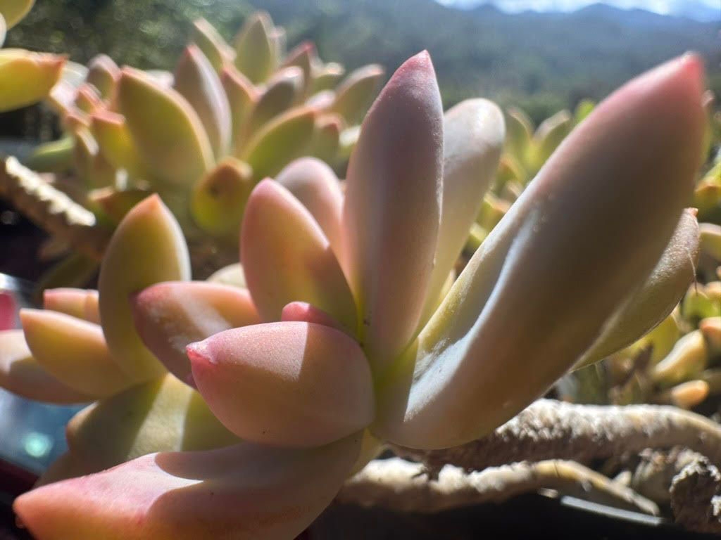 Planta suculenta cultivada en zona de refugio de montaña, contrastando con la flora silvestre.