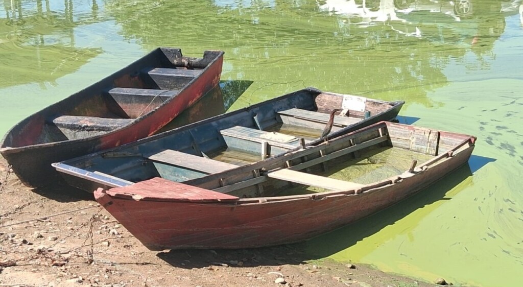 La crisis ambiental de la presa de Hatillo afecta la producción arrocera, pesca y abastecimiento de agua potable