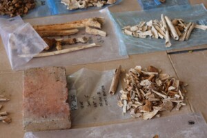 ¿Cómo identificar los restos de Enriquillo entre decenas de cuerpos en Pueblo Viejo?