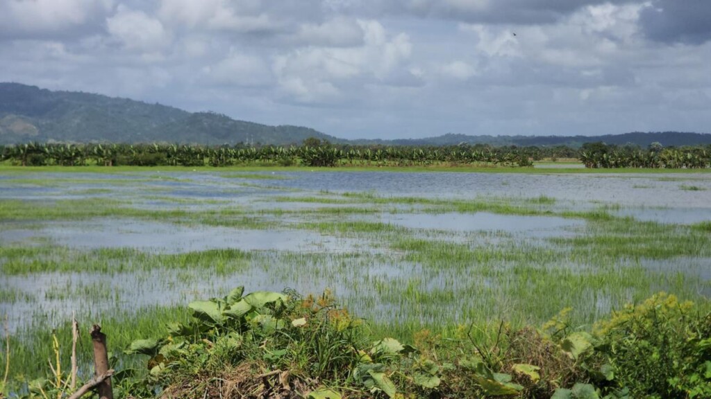 Inundaciones en el Cibao: arrozales y comunidades quedan bajo agua