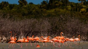 UASD tilda de estafa al Estado sentencia que permite recortar Parque Jaragua