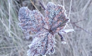 Valle Nuevo bajo cero: Cibao Central amanece con frío intenso este miércoles