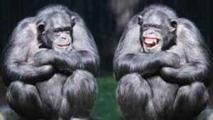 ¿Y si no somos los únicos que imaginamos? Los simios rompe el mito humano