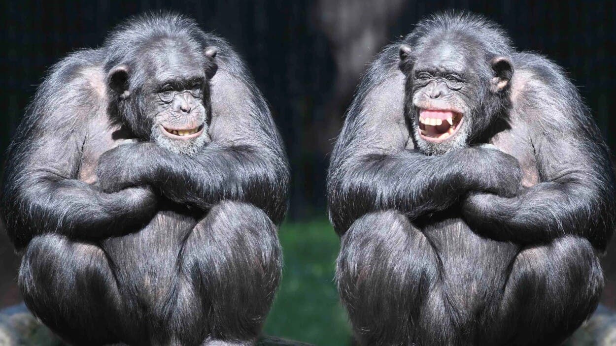 ¿Y si no somos los únicos que imaginamos? Los simios rompe el mito humano