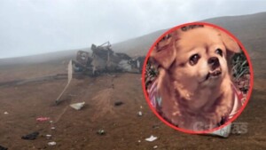 Un perro sobrevive al accidente de helicóptero que dejó 15 muertos en Perú, según medios