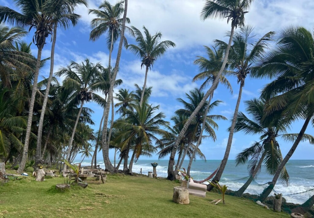 Los encorvados cocoteros sobre las arenas blancas de las playas en Nagua parecen bailar al ritmo del viento marino./Foto Jorge González