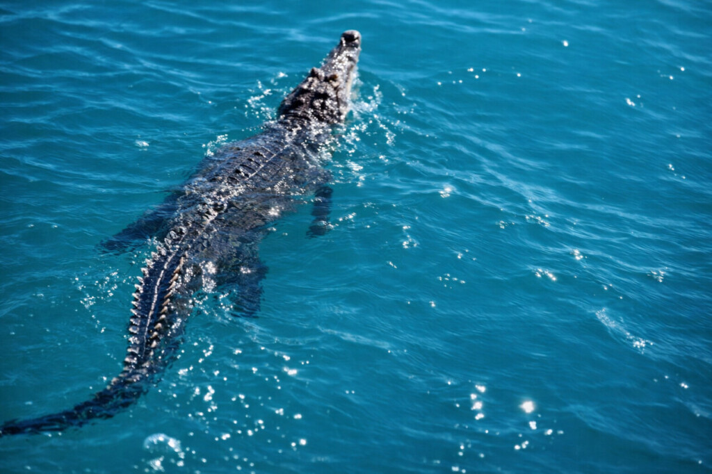 Localizan en Cabarete cocodrilo que escapó por crecida de río en Puerto Plata