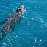 Localizan en Cabarete cocodrilo que escapó por crecida de río en Puerto Plata