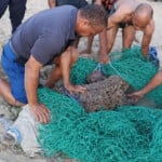 Tras cuatro días de búsqueda, rescatan cocodrilo en Cabarete tras escaparse de restaurant en Yásica