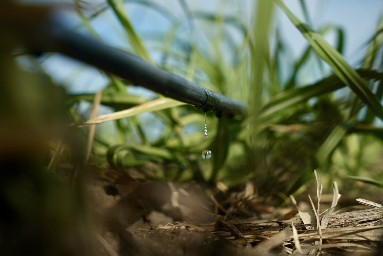 Tecnificación del riego gana terreno en la agricultura dominicana